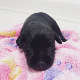 Miniature Schnauzer Puppies from Miniature Schnauzer Paradise llc