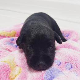 Miniature Schnauzer Puppies from Miniature Schnauzer Paradise llc
