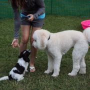 Schapendoes Puppies from Dream Star Schapendoes