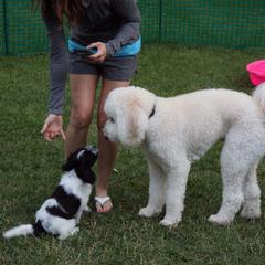 Schapendoes Puppies from Dream Star Schapendoes