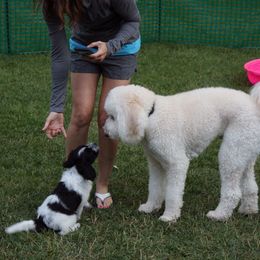 Schapendoes Puppies from Dream Star Schapendoes