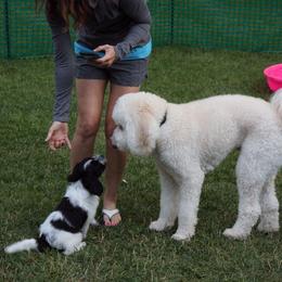 Schapendoes Puppies from Dream Star Schapendoes