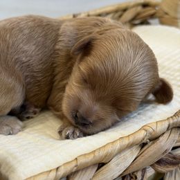 Aspen - White and tan male Morkie puppy in Mesa, Arizona from Floralie Doodles