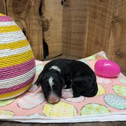 Girl 3 - Black and white female Aussiedoodle puppy in Lavonia, Georgia from H & A Kennels