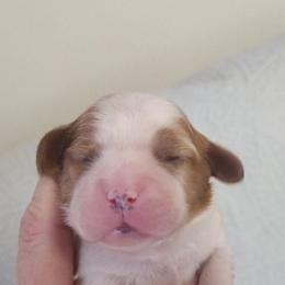 Girl 2 - Blenheim female Cavalier King Charles Spaniel puppy in Albany, Oregon from Hit Parade Cavaliers