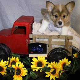 Gilgy - Sable male Pembroke Welsh Corgi puppy in Purcellville, Virginia from Rhone River Farm Pembroke Welsh Corgis