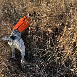 German Shorthaired Pointer All Grown Up from The Nosbisch Ranch Shorthaired Pointers