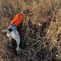 German Shorthaired Pointer All Grown Up from The Nosbisch Ranch Shorthaired Pointers