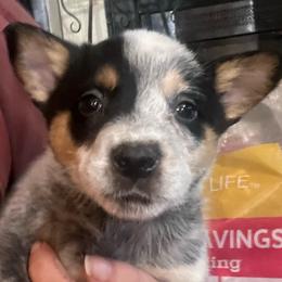 Boy 4 - Blue male Australian Cattle Dog puppy in Norton, Ohio from Australian Cattle Dog Company