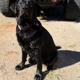 Labrador Retriever Puppies from Knotty Creek Labradors