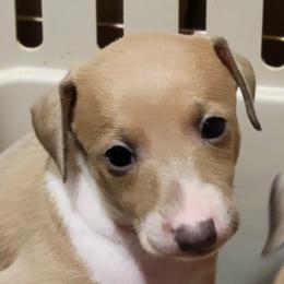 Boy 2 - Blue fawn male Italian Greyhound puppy in Coolville, Ohio from Crosswinds Farm Italian Greyhounds