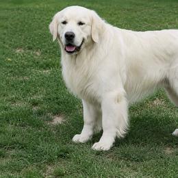 Legolas - Golden Retriever