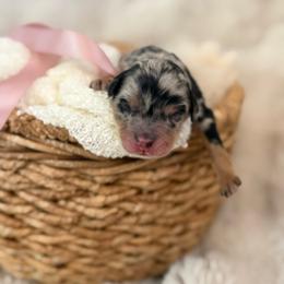 Dior - Blue merle female Aussiedoodle puppy in Queen Creek, Arizona from Sunny Doodles