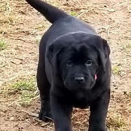 Labrador Retriever Puppies from Sound View Labradors East