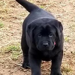 Labrador Retriever Puppies from Sound View Labradors East