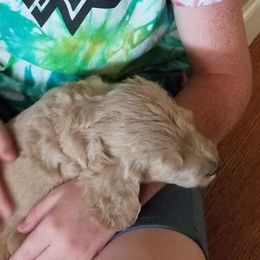 Bernedoodle and Goldendoodle Puppies from Cookies and Cream Doodles