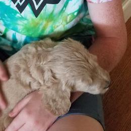 Bernedoodle and Goldendoodle Puppies from Cookies and Cream Doodles
