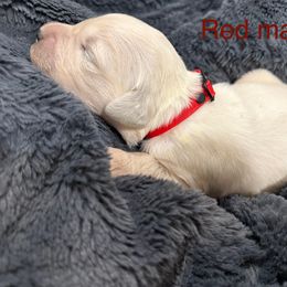 Walnut - Light golden male Golden Retriever puppy in Salt Lake City, Utah from Soaring golden retrievers
