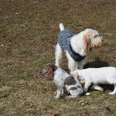 Spinone Italiano Puppies from Stella Del Nord Spinoni Italiani