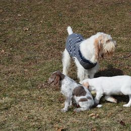 Spinone Italiano Puppies from Stella Del Nord Spinoni Italiani