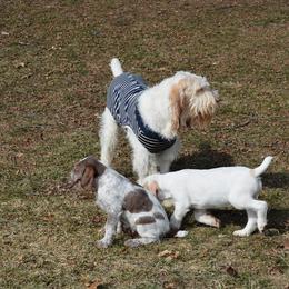 Spinone Italiano Puppies from Stella Del Nord Spinoni Italiani