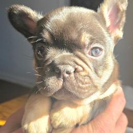 7even - Liver female French Bulldog puppy in Fayetteville, North Carolina from Burger's Pups