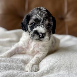 Cockapoos and Poodles from Sweet Tails