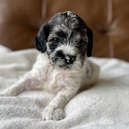 Cockapoos and Poodles from Sweet Tails