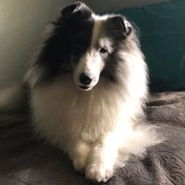 Shetland Sheepdog All Grown Up from Sandance Shetland Sheepdogs