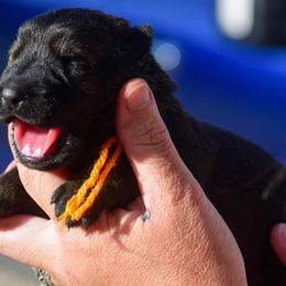 Girl 1 - Sable female German Shepherd puppy in Clarkrange, Tennessee from Vom Wolff