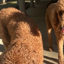 Poodles from poodles and doodles llc