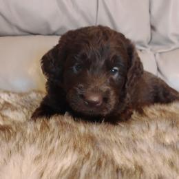 Millie - Chocolate female Labradoodle puppy in Apache Junction, Arizona from Loving Doodle