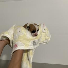 Ellie - Red female Pembroke Welsh Corgi puppy in Morgantown, Pennsylvania from GoldStar Corgis (License Number 18519)