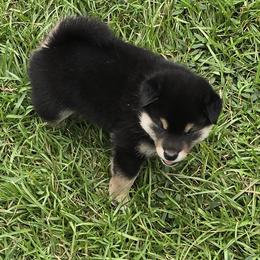 Shiba Inu Puppies from Diwasou