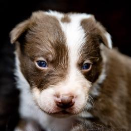 Boy 2 Green Collar - White and red male Border Collie puppy in Shelbyville, Tennessee from C Horns Ranch Border Collies