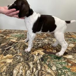 German Shorthaired Pointer Puppies from Jessica Johnson