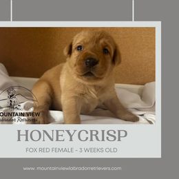 Honey Crisp - Yellow female Labrador Retriever puppy in Grand Gorge, New York from Mountain View Labrador Retrievers