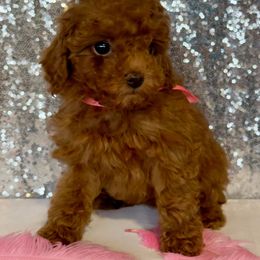 Baby Ruth - Red  Poodle puppy in Martinsburg, Pennsylvania from Susan's Poodles Plus