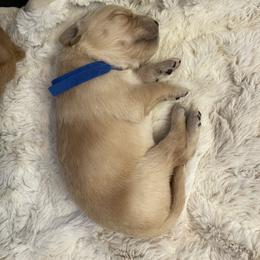 Golden Retriever Puppies from Tradershire Goldens