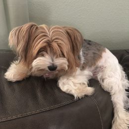 Yorkshire Terrier Puppies from MCM Acres