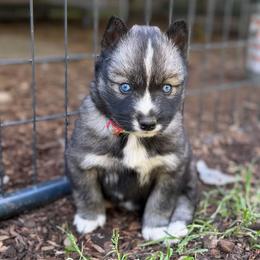 Girl 3 - Agouti and white female Siberian Husky puppy in Everett, Washington from Addison Grove Huskies