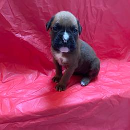 Carrie Underwood - Fawn female Boxer puppy in Willard, North Carolina from Boone’s Boxers of North Carolina
