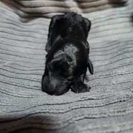 Petunia - Black female Poodle puppy in San Tan Valley, Arizona from Desert Storm Poodles