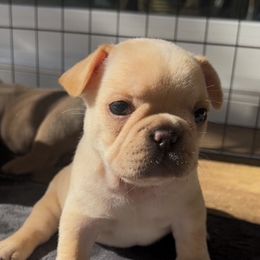 Girl 1 (Winnie) - Cream female French Bulldog puppy in Vero Beach, Florida from Lazy Daisy