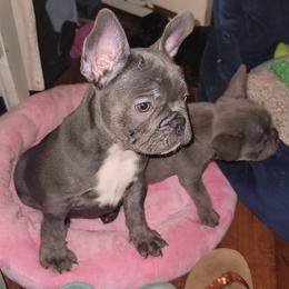 French Bulldog Puppies from Culichitown Frenchies