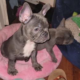 French Bulldog Puppies from Culichitown Frenchies