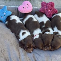 AKC Cooper mini - Piebald male Dachshund puppy in Sacramento, California from Valentina's mini  AKC Dachshunds