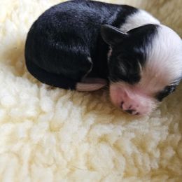 Shihpoo Puppies from Perfect Companion Puppies