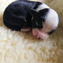 Shihpoo Puppies from Perfect Companion Puppies