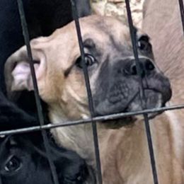 Boy 5 - Chestnut brindle Cane Corso puppy in Waldorf, Maryland from Myles High Dog Club
